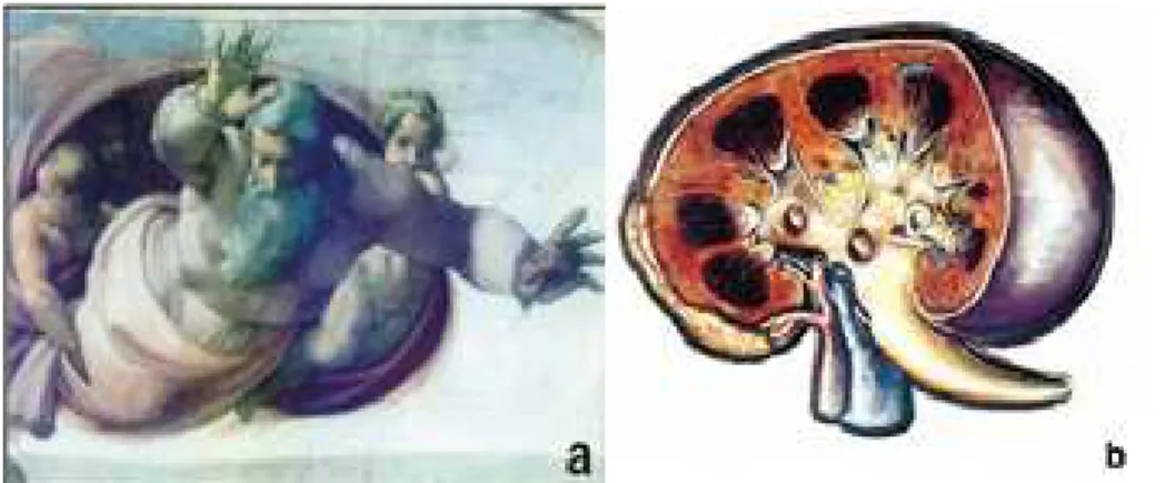 Figura  1.  Pintura  de  Michelangelo  “Separação  da  Terra  e  da  Água”  (a).  Reprodução de  ilustração médica de rim normal (b)