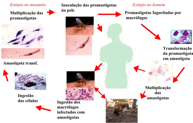 FIGURA 1. Ciclo biológico da Leishmania chagasi.