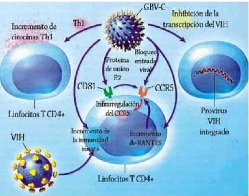 FIGURA 8: Interação molecular entre o HIV e o GBV-C.