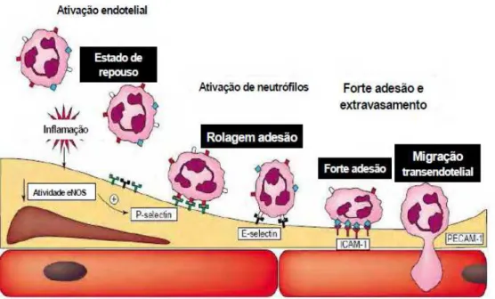 Figura 6. Interação entre leucócitos e a célula endotelial durante alteração vascular