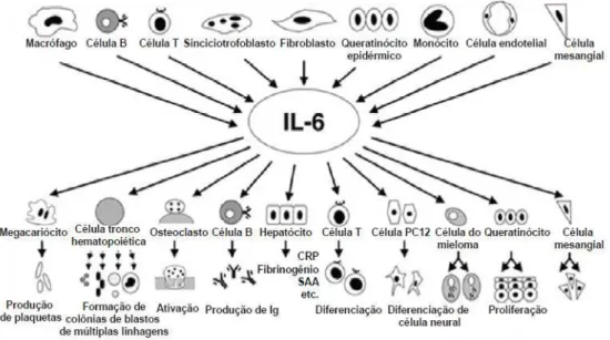 Figura 7. Ação pleomórfica da IL-6 no organismo. Fonte: SCHEINBERG, 2009.  1.4.3.  Sistema complemento 