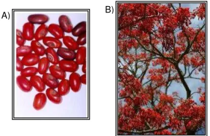Figura 1. Erythrina velutina - mulungu. A) Sementes de mulungu. B) Árvore.