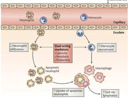 Figura 4: Diapedese e fagocitose de neutrófilos apoptóticos por macrófagos.