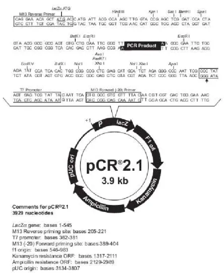 Figura 6. Vetor de clonagem pCR 2.1  – Invitrogen 