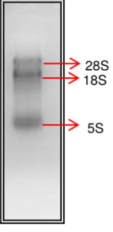 Figura 8: Extração de RNA total de semente de E. velutina.