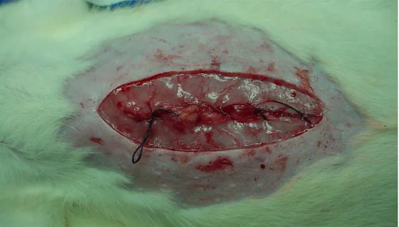Figura 6 - Parede abdominal aproximada em plano único de sutura com fio de nylon  4-0, para evitar desidratação do animal, durante período de isquemia renal (1 hora)