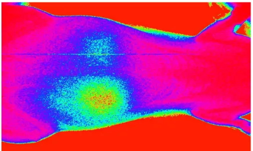 Figura  7  -  Imagem  cintilográfica,  após  sete  dias  do  processo  da  isquemia- isquemia-reperfusão, em animal do grupo controle, demonstrando uma redução da emissão  de  radiação  no  rim  esquerdo  (déficit  funcional),  quando  comparado  com  o  r