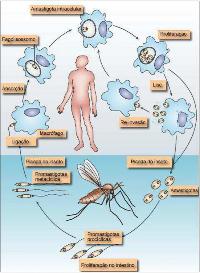 Figura 2. Ciclo de vida da Leishmania spp. (CHAPPUIS et al., 2007) 