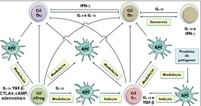 Figura 4. Vias de ação de células Treg durante infecções (adaptado BELKAID, 2007). 