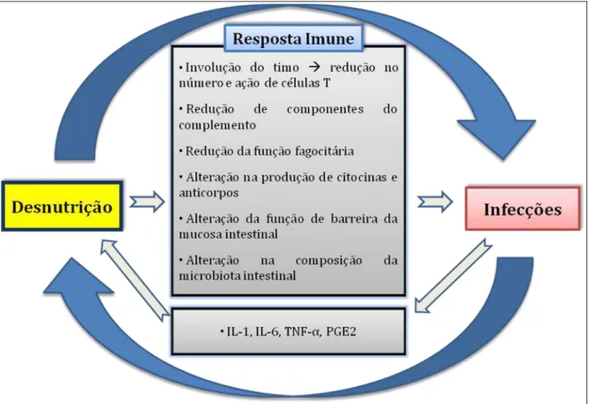 Figura  5.  Diagrama  esquemático  demonstrando o  ciclo  vicioso  desnutrição-infecção  e  sua relação com a resposta imune