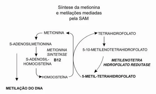 Figura 8 - Metabolismo do Folato: síntese da metionina  → S-adenosil metionina e metilação do DNA