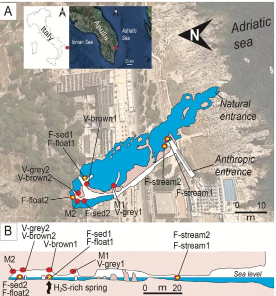 Fig 1. Location and plan-view maps of Fetida Cave A) Geographical location of Fetida Cave in Santa Cesarea Terme, Salento (SE Italy) and the cave map view from above