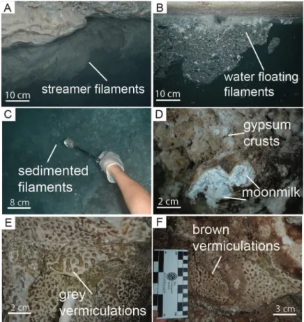 Fig 2. Field pictures of the most representative biofilms and deposits observed in Fetida Cave