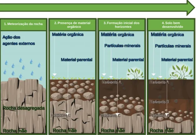 Figura  5.  Esquema  representativo  das  etapas  na  formação  de  um  solo.  Adaptado  de  Primrose  (https://blog.primrose.co.uk/2017/07/21/everything-you-need-to-know-about-soil/graphic_1-02/)
