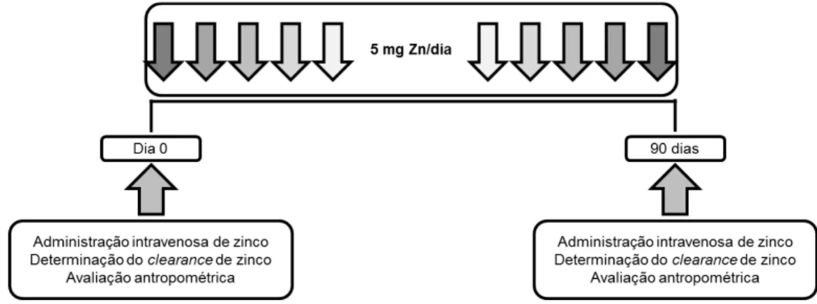 Fig. 2. Desenho experimental da suplementação oral de zinco. 
