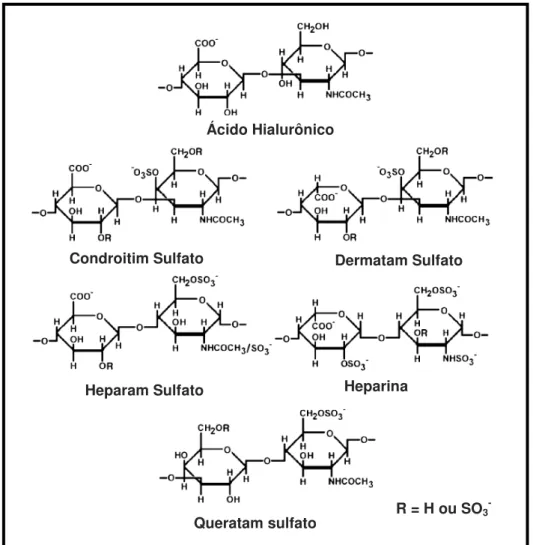 Figura  1.  Unidades  dissacarídicas  constituintes  dos  glicosaminoglicanos  sulfatados