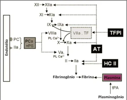Figura  4.  Inibidores  naturais  da  cascata  de  coagulação.  II  a  XII,  diferentes  zimogênios  e 
