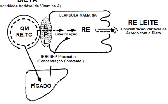 Figura 4: Mecanismo de Transferência da Vitamina A Proveniente da Dieta para o Leite  Materno