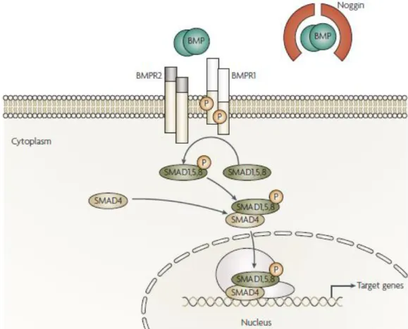 Figure 2. BMP signalling pathway. When ligands are present, they attach to BMP receptor 1  (BMPR1) and to BMP receptor 2 (BMPR2)