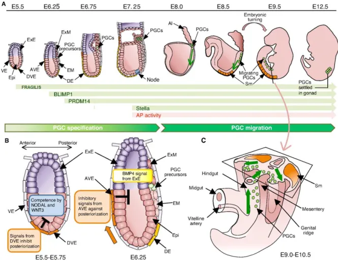 Figure  3.  Specification  and  migration  of  mouse  primordial  germ  cells.  (A  and  B)  After  acquiring competence to respond to ExE BMP4 as a result of Nodal and Wnt3 signalling, some  cells  will  be  induced  to  express  Fragilis  in  the  proxim