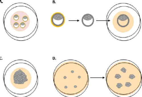 Figure 5. Representative scheme of a cell line derivation from blastocysts. (A) Blastocysts in  a  drop  of  KSOM  medium