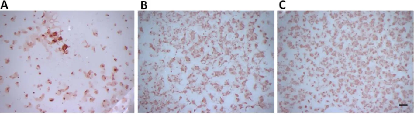 Figure 7. Alkaline phosphatase staining of E14 mESCs after 6 days of ME-differentiation