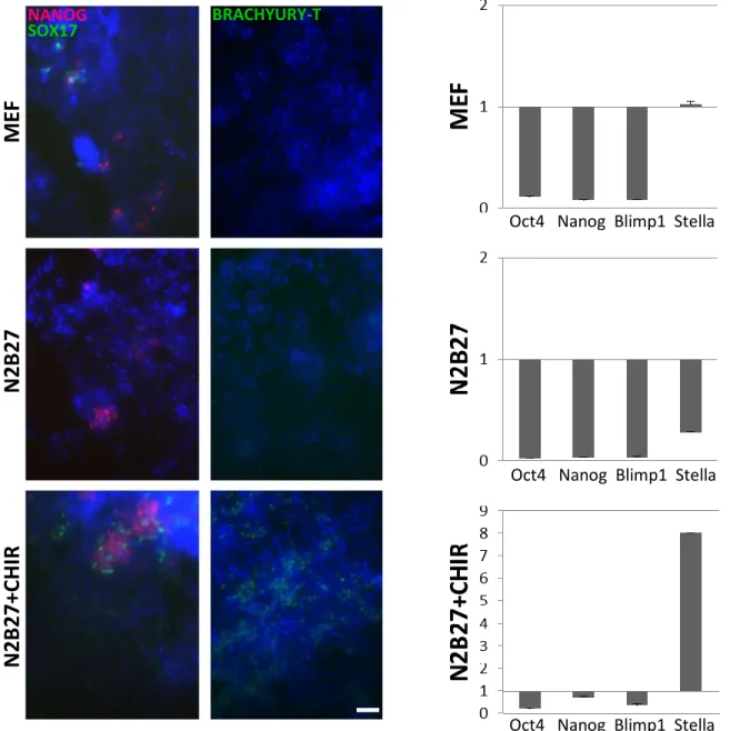 Figure 8. Immunostaining and QPCR of E14 cells after 6 days of differentiation. (A) In the  MEF  condition  (spontaneous  differentiation)  there  are  few  cells  expressing  NANOG  while  SOX17  and  T  are  not  expressed