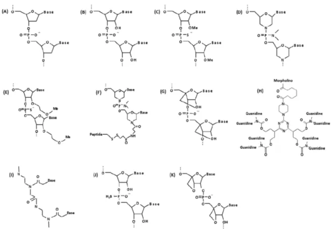 Figure 4: Chemical structure of biological and synthetic oligonucleotides. (A) DNA;