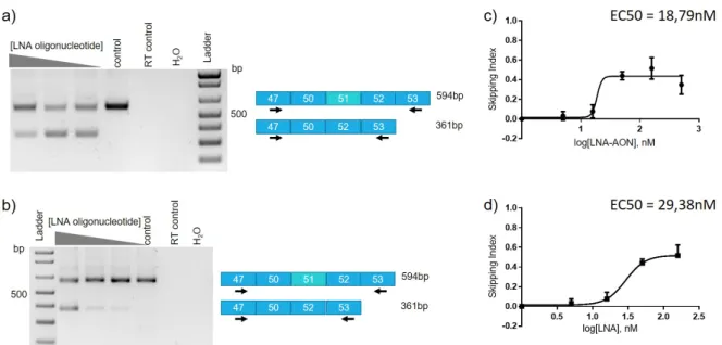 Figure 5: Efficacy of exon 51 skipping in a myoblast derived cell line (DM8036 patient cell line)