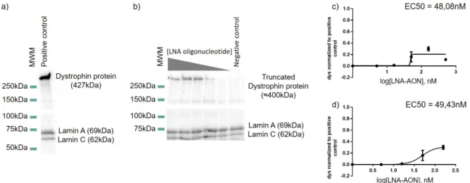 Figure 7: Restoration of protein production after exon 51 skipping in a myoblast de- de-rived cell line (DM8036 patient cell line)