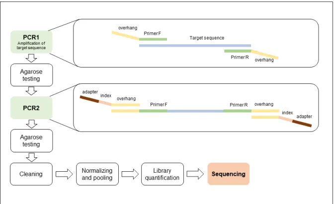 Figure 2. Amplification and library preparation workflow used in the EnvMetaGen project.