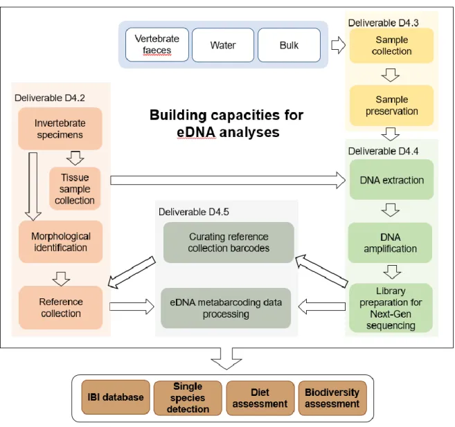 Figure 1. EnvMetaGen eDNA Lab workflow: steps are coloured according to the deliverable in which  they are addressed (Deliverables D4.2 - D4.5; this document; Egeter et al