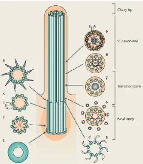 Figure 1.1 Cilia subcompartments 