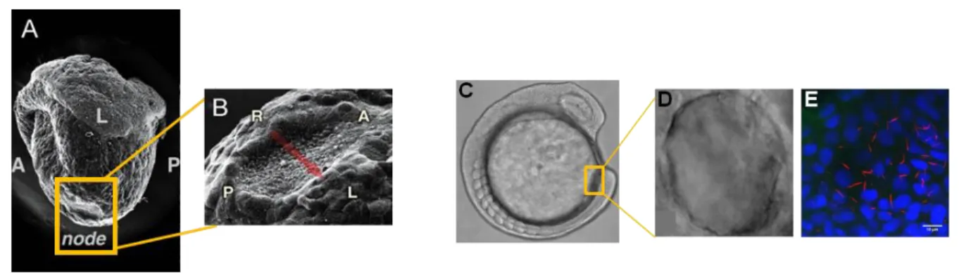 Figure 1.2 Vertebrates left-right organizer 