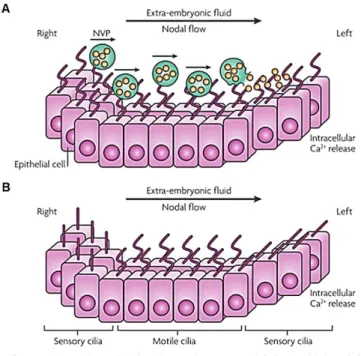 Figure  1.3  Current  models  of  the  LR  establishment  