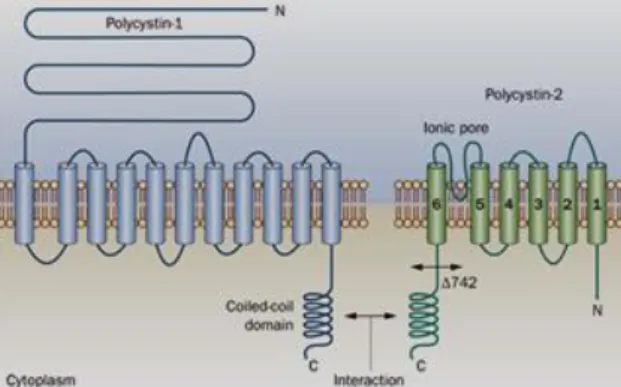 Figure  1.4  Pkd1  -  Pkd2  complex  at  the  ciliated  kidney cells’ membrane 