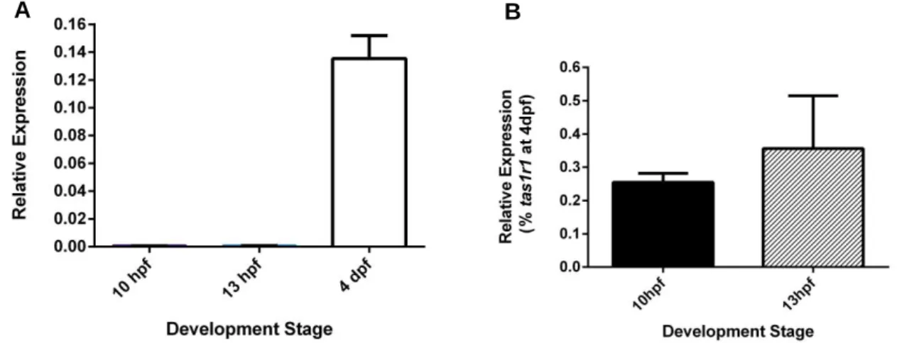Figure 3.1 Expression analysis of tas1r1 by qPCR at 10 hpf, 13 hpf and 4 dpf in wt embryos 