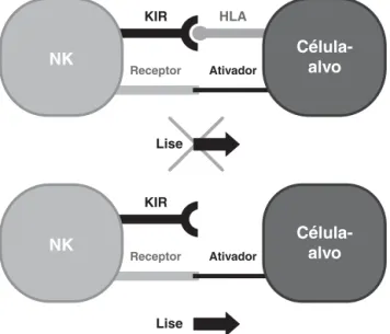 Figura 1 - Relações entre célula NK e célula-alvo, de acordo com