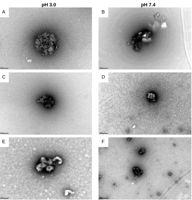 Figure  8.  TEM  images  obtained  for  the  designed  nanoparticles.  Freshly  prepared  the  F/C  nanoparticles are in pH 3.0 (A, C and  E) and  under  physiological conditions the pH  would be 7.4  (B, D and F)