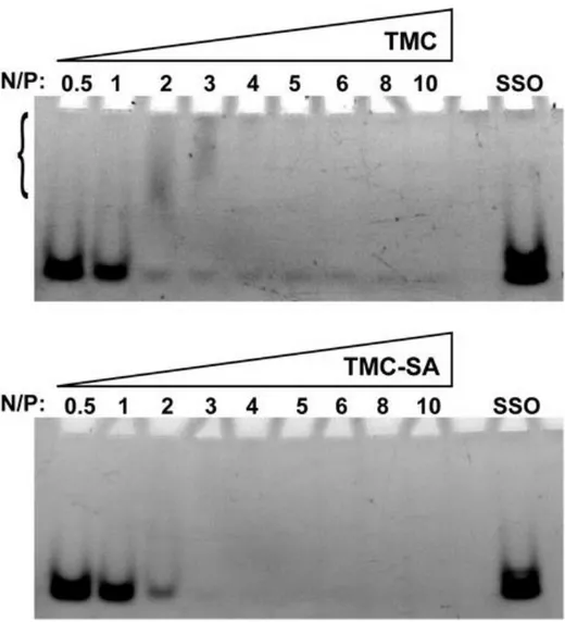 Figure 2. Gel retention assay. Polymer–SSO complexes and free SSO (control) were loaded in a 4–20% (w/v) TBE–