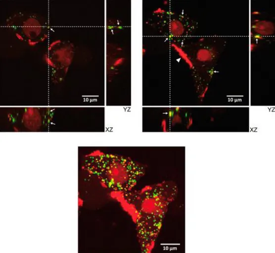 Figure 8. Live cell imaging by confocal laser scanning microscopy. TMC-SA/Cy5-SSO complexes (represented in  red) at N/P 80 and 70 kDa Rhodamine-Dextran (represented in green) were coincubated with HeLa/Luc705 cells for  24 h