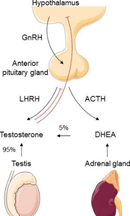 Figure 2: Regulation of androgen synthesis by the hypothalamic-pituitary-gonadal axis