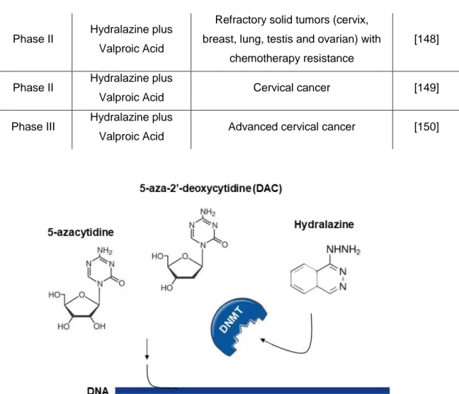 Figure 6: Mechanism of action of nucleoside (5-azacytidine, 5-aza-2’-deoxycytidine) and non- non-nucleoside DNMT inhibitors (hydralazine)