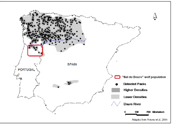 Figure  1-  Wolf  distribution  and  detected  packs  in  Iberian  Peninsula,  with  a  red  square  representing  the  South  Douro  river  wolf  population  in  Portugal  (adapted  from  Alvares,  et  al