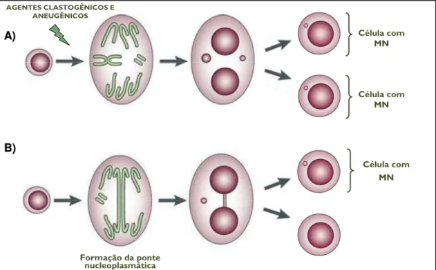 Figura 4. (A) Esquema do processo de formação do micronúcleo (origem clastogênica e 
