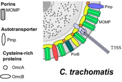 Figure 2 – Schematic representation of C. trachomatis outer membrane [Adapted from (37)] 