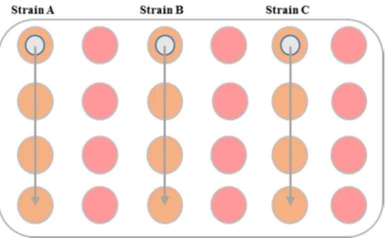 Figure 4 – Schematic representation of inoculation in a 24 well plate. Schematic representation of a 24  well-plate, where in pink are represented non-inoculated wells and in orange are represent inoculated wells; 