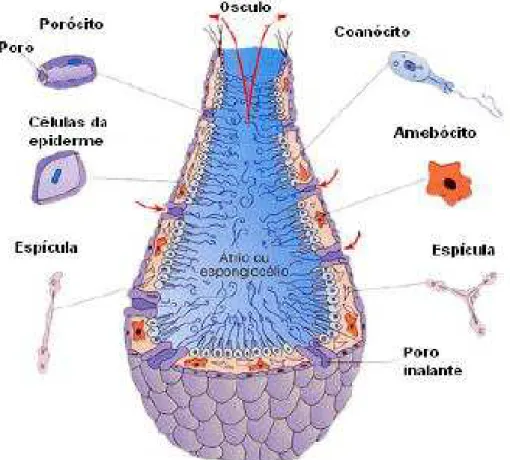 Figura 6 - Estrutura das esponjas. 