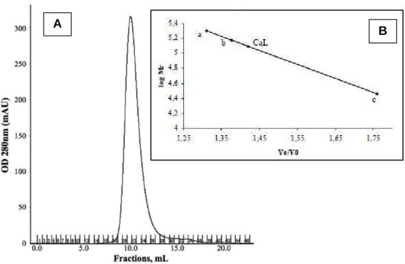 Figura  9  -  Perfil  cromatográfico  de  CaL  em  coluna  de  exclusão  molecular  e  determinação  da  massa  molecular