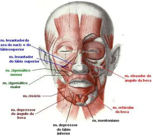 Figura 1. Músculos peri-orais  (http://www.hs-menezes.com.br/page_4.html) 